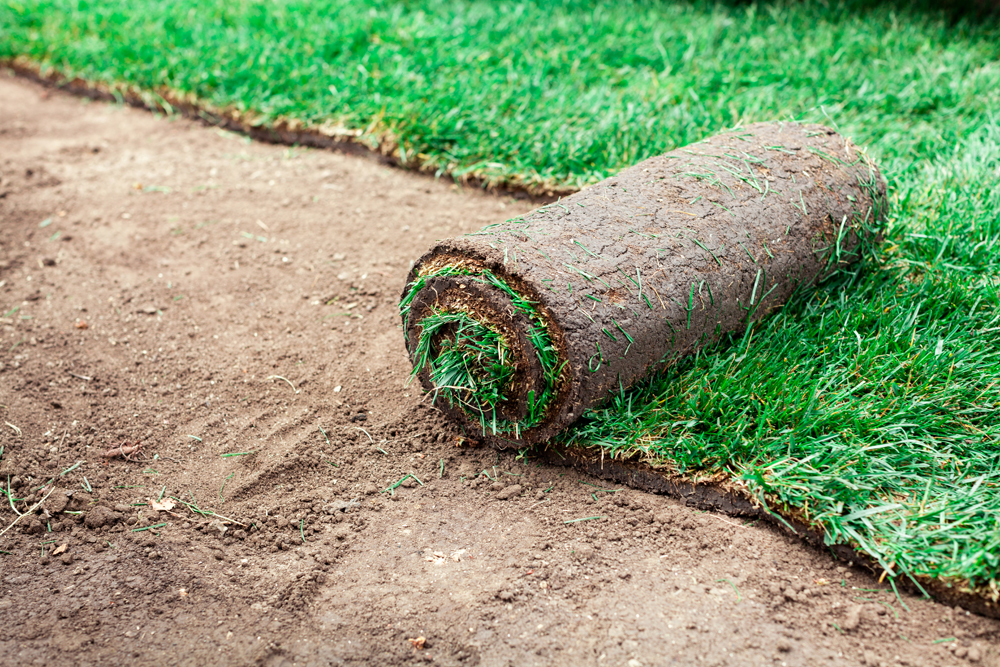 Soil coating with green rolls of a lawn