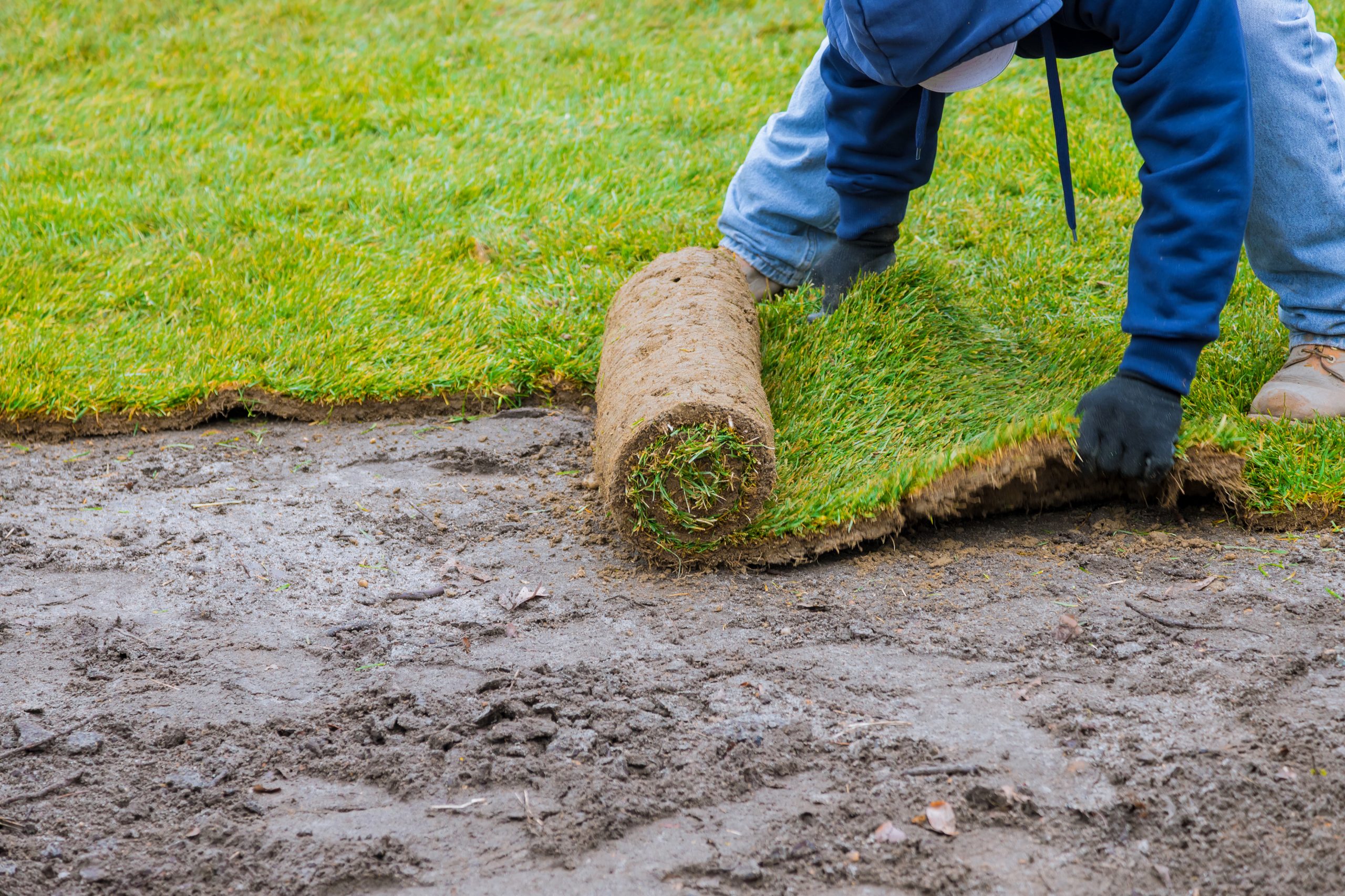 New lawn gardening rolls of fresh grass turf ready to be used